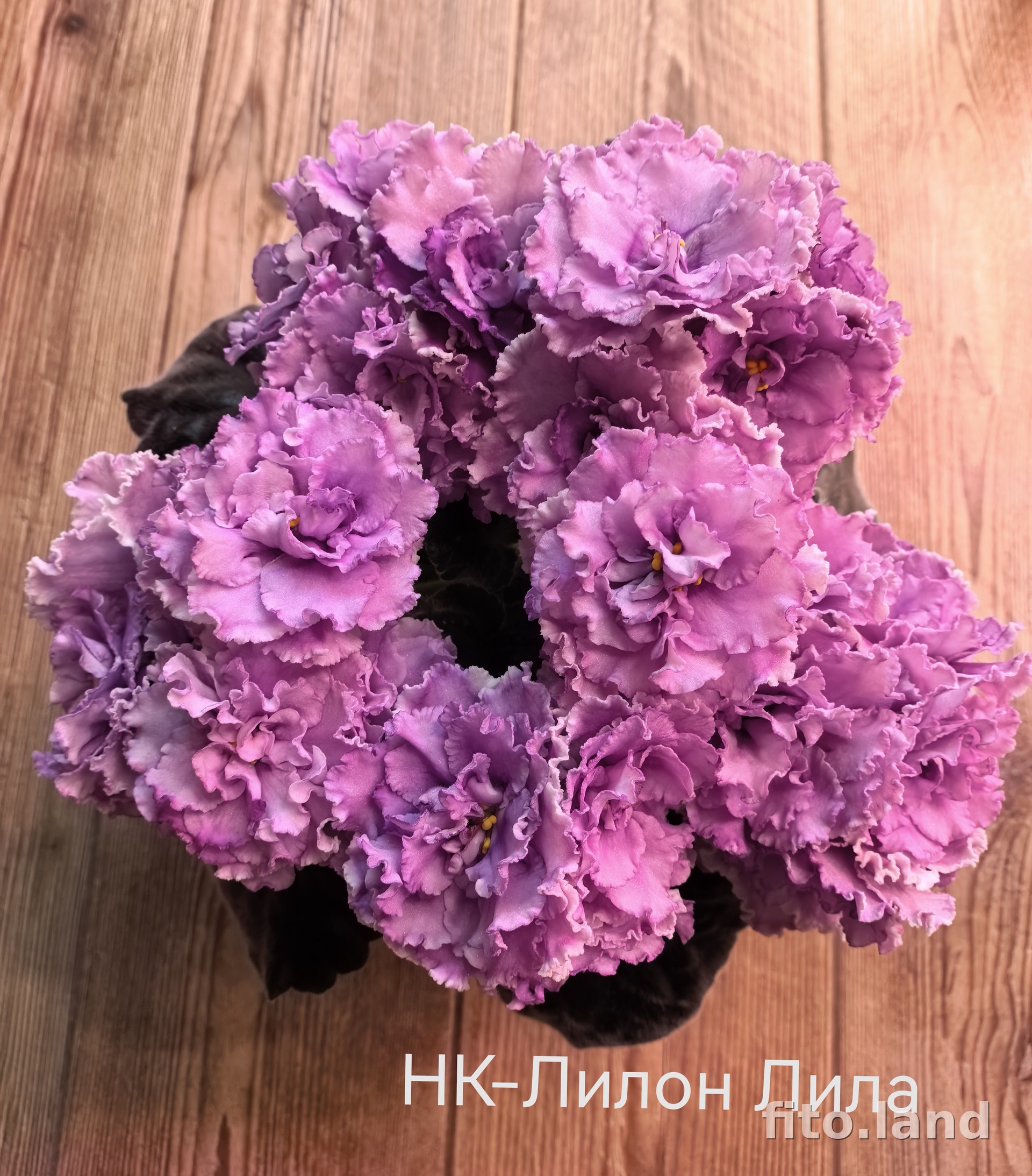 Violet НК-Лилон-Лила, photo