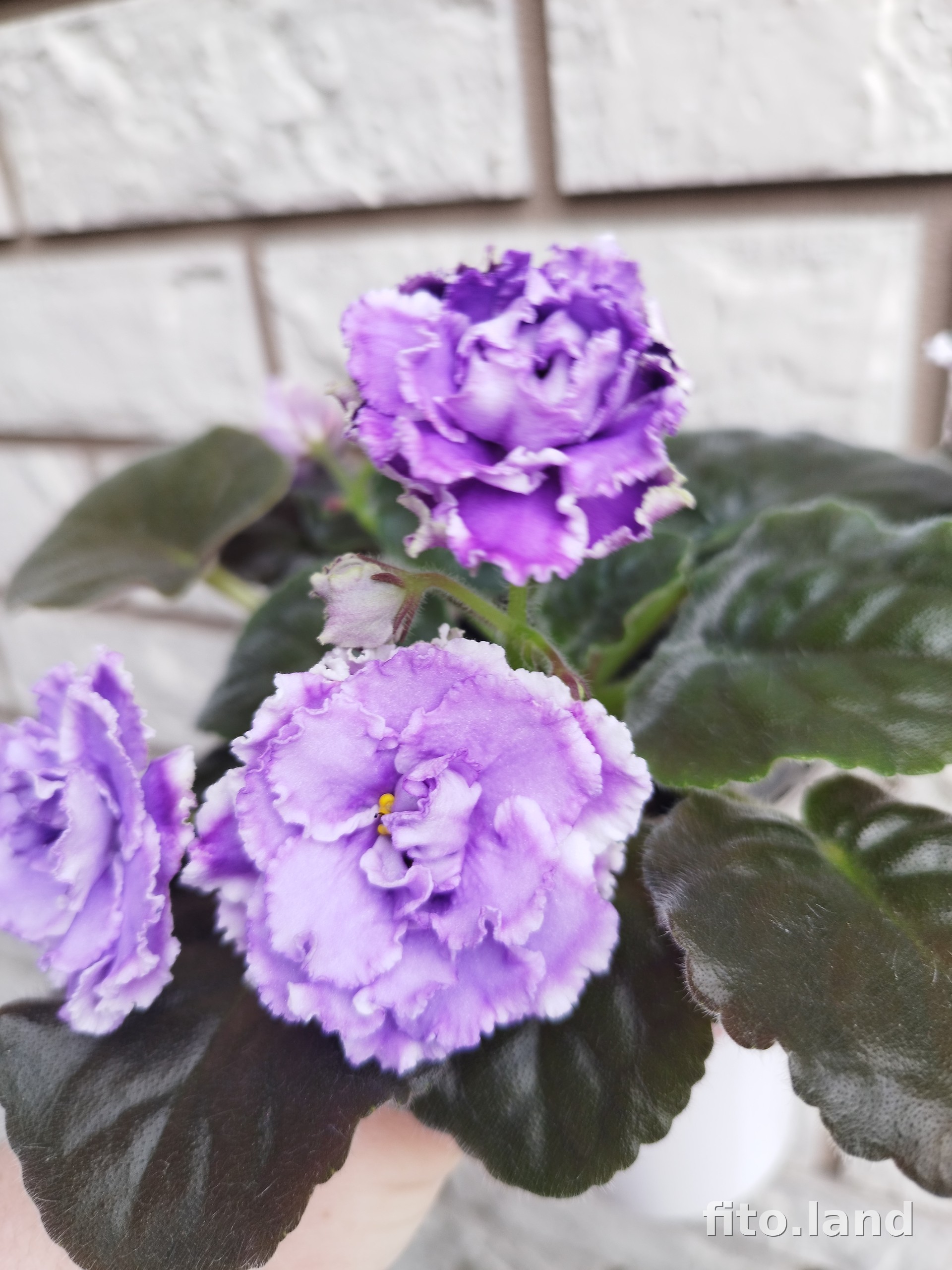 Violet НК-Лилон-Лила, photo