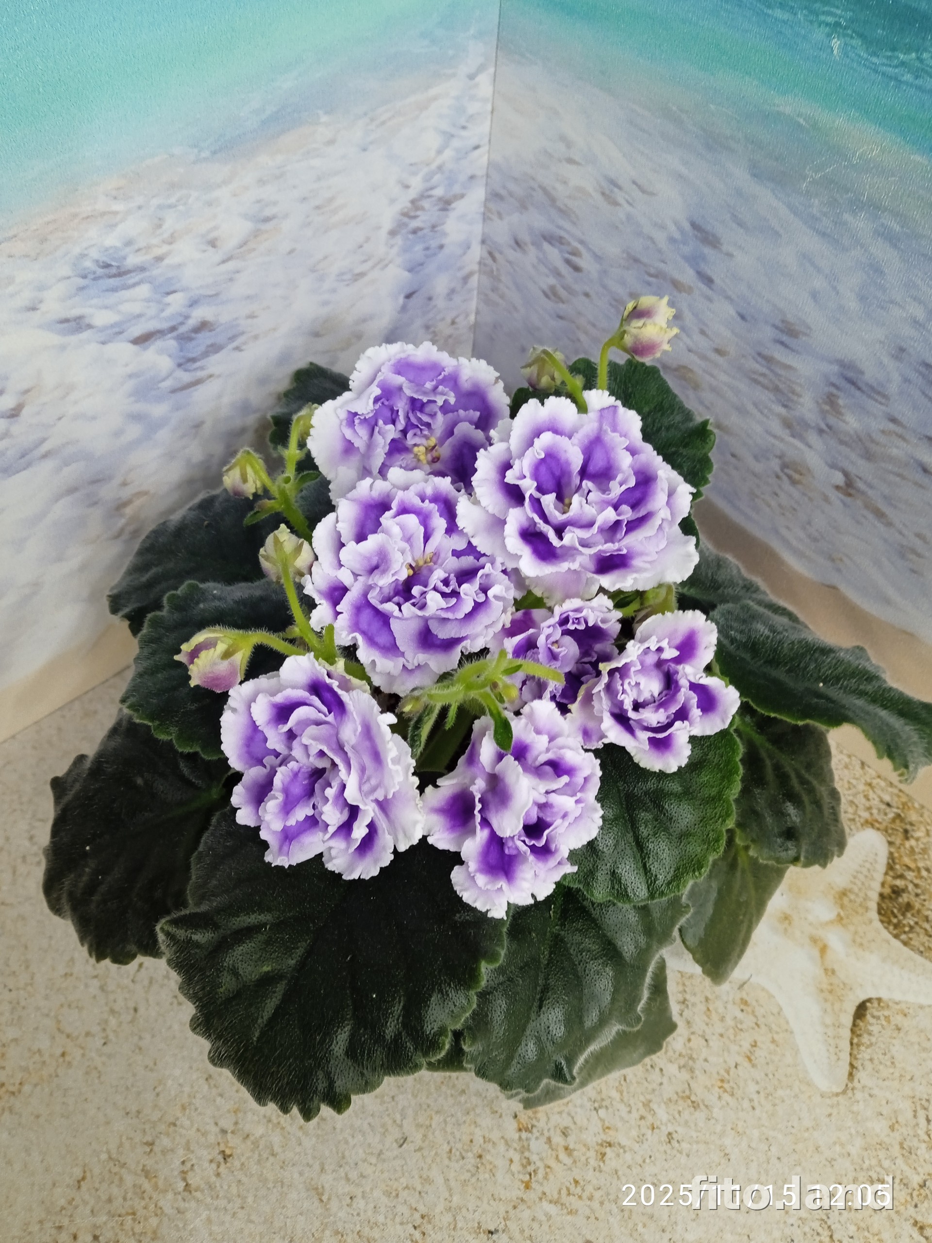 Violet НК-Лилон-Лила, photo
