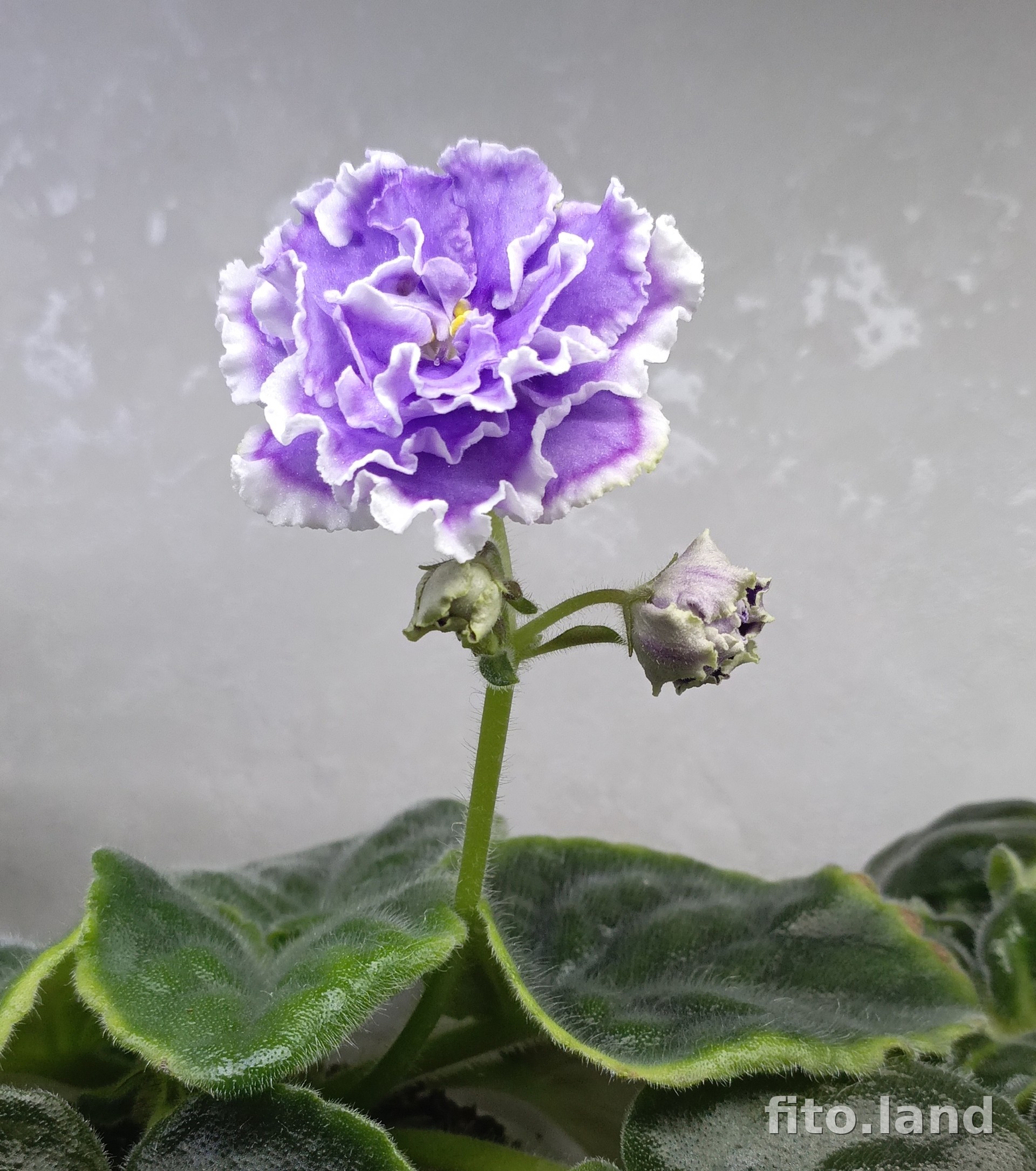 Violet НК-Лилон-Лила, photo