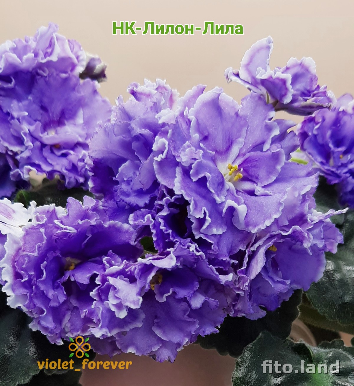 Violet НК-Лилон-Лила, photo