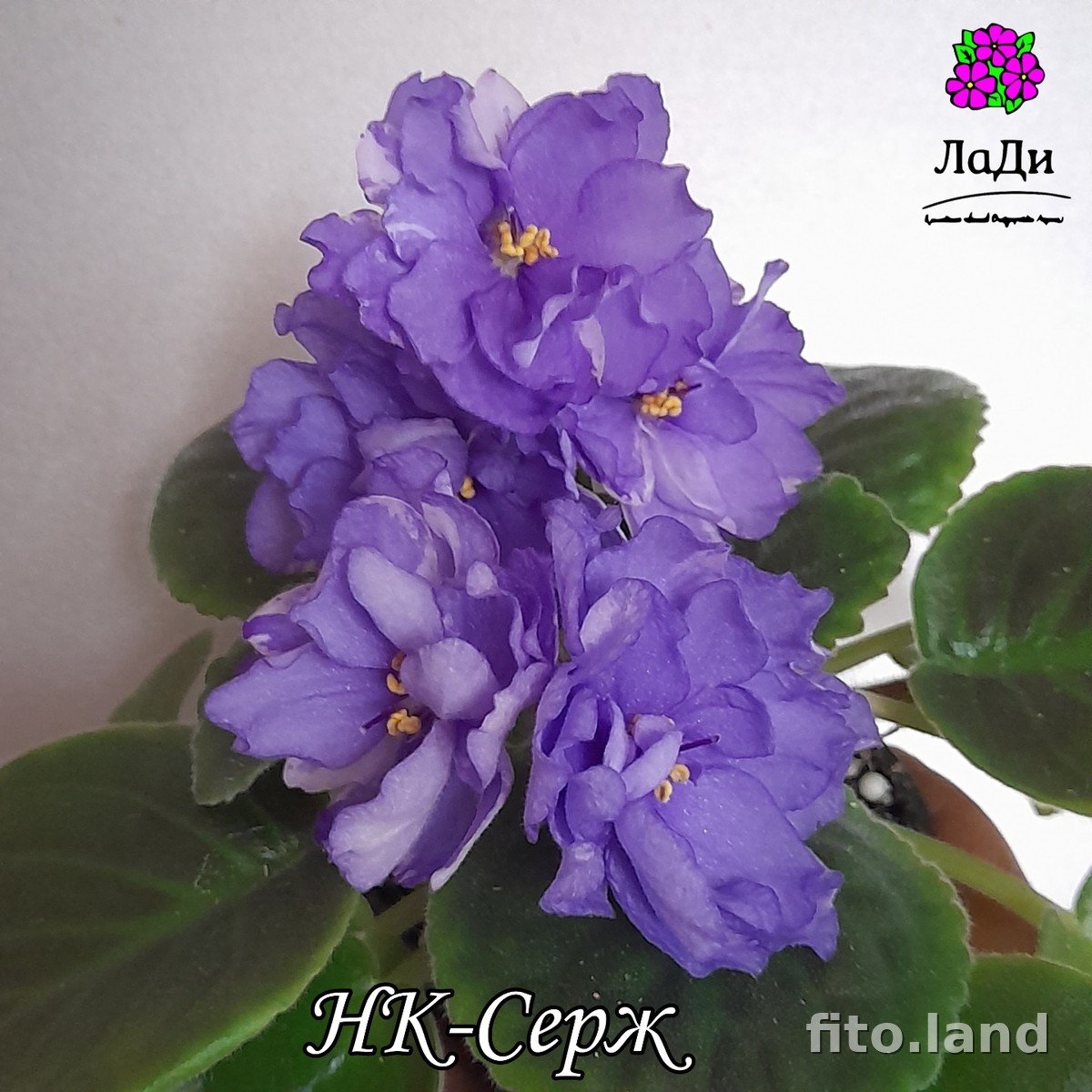 Фиалка НК-Серж, фото