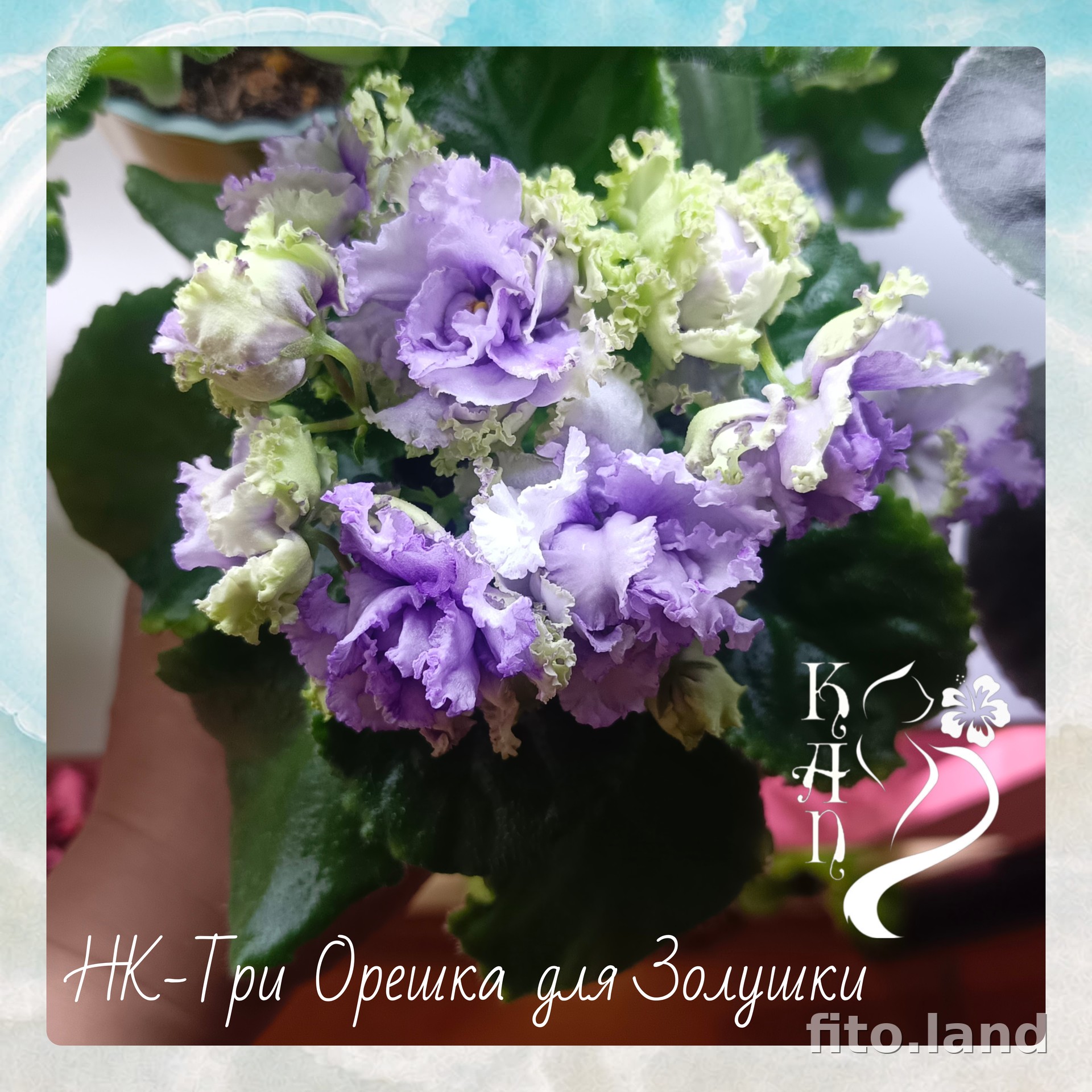 Фиалка НК-Три Орешка для Золушки, фото