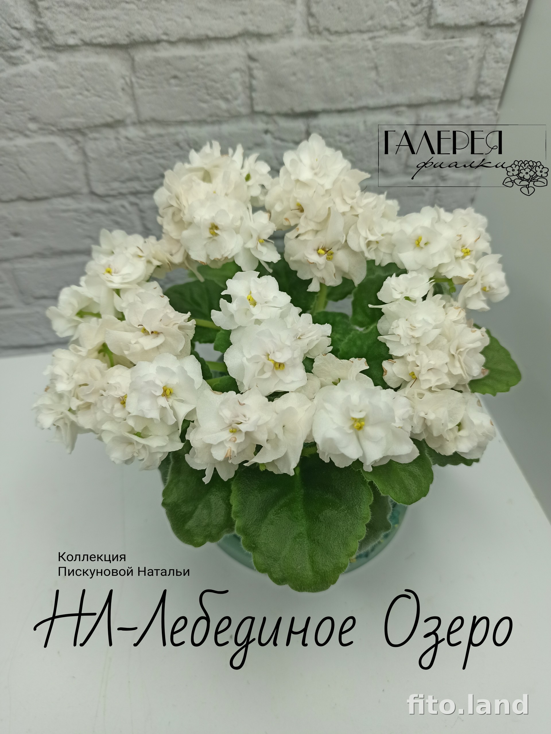 Фиалка НЛ-Лебединое Озеро, фото