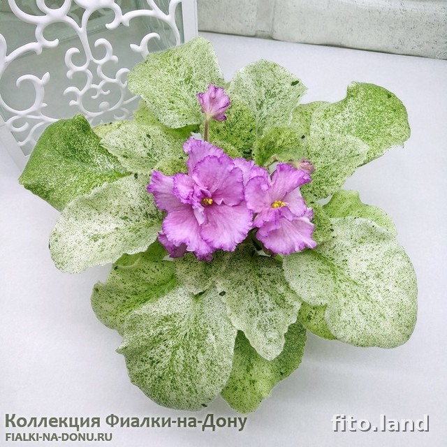 Фиалка НМ-Морской Песочек, фото