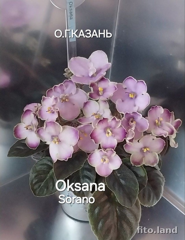Фиалка Oksana, фото