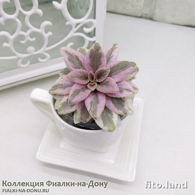 Фиалка ОЛ-Розовая Жемчужина, фото