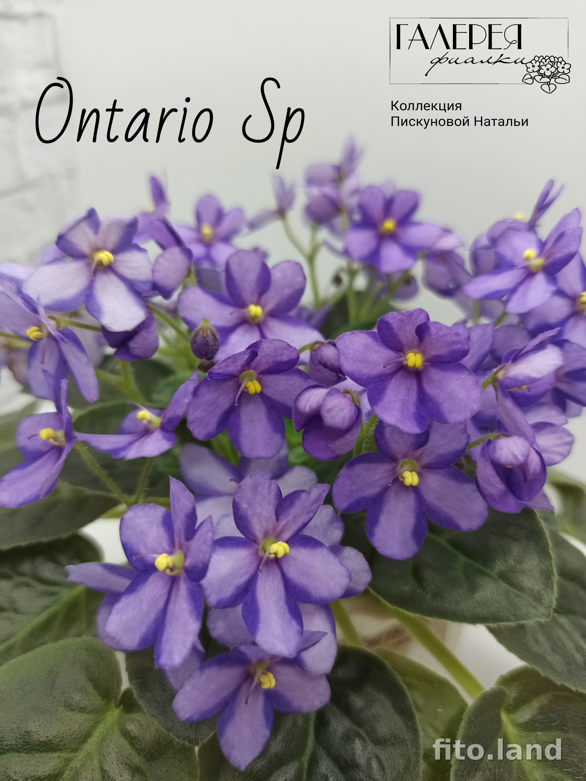 Фиалка Ontario Sport, фото