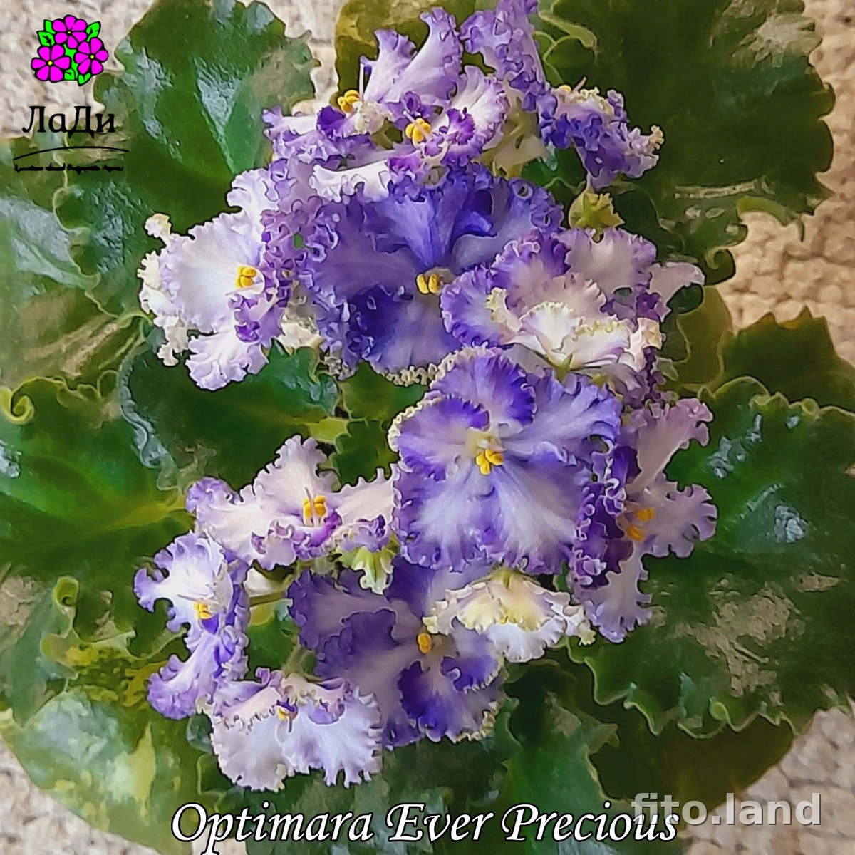 Фиалка Optimara EverPrecious, фото
