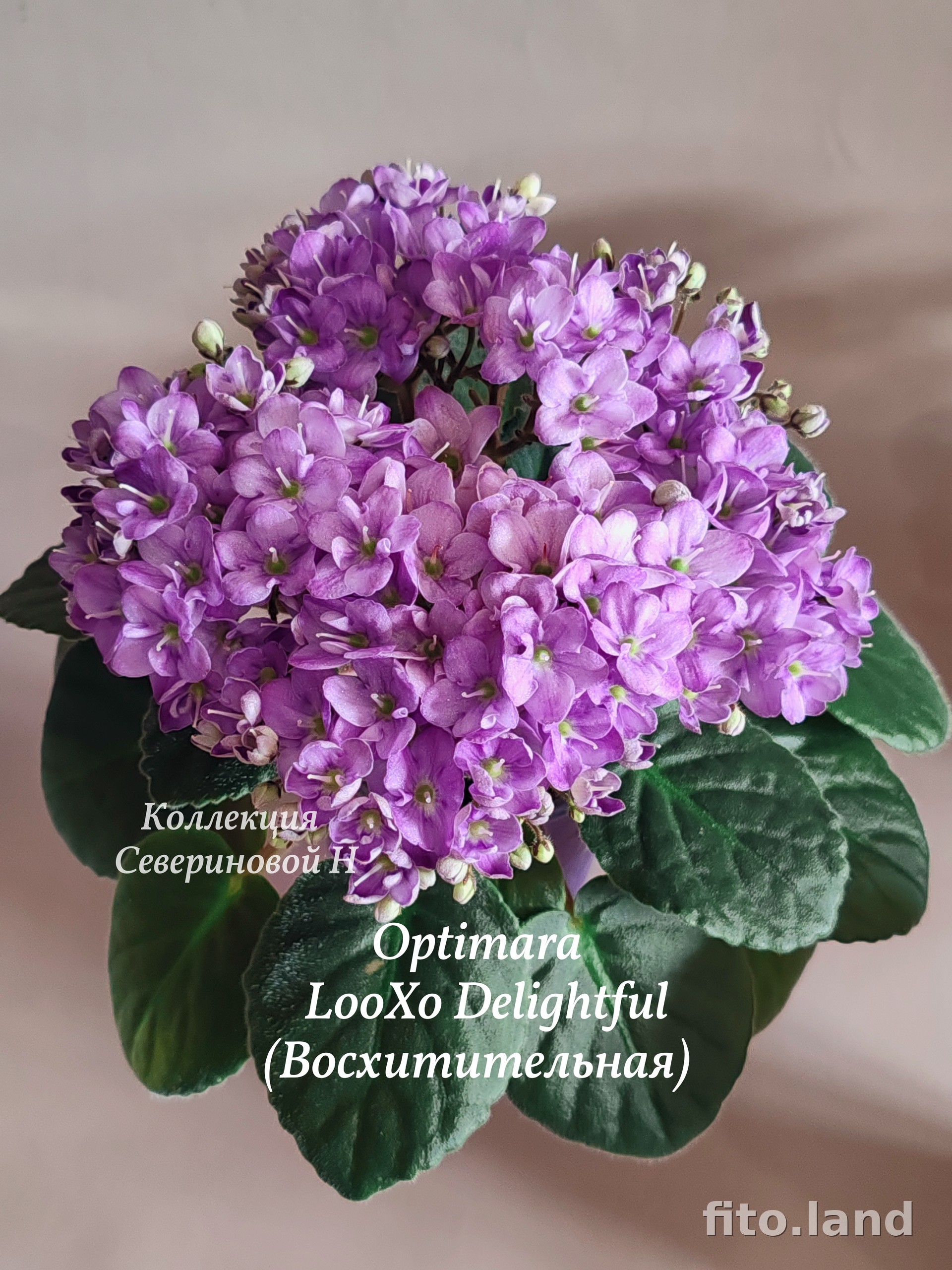 Фиалка Optimara LooXoo Delightful, фото