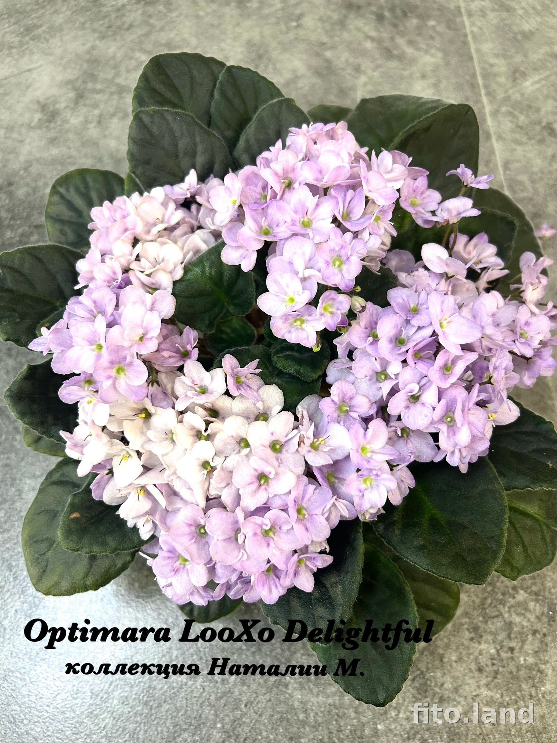 Фиалка Optimara LooXoo Delightful, фото