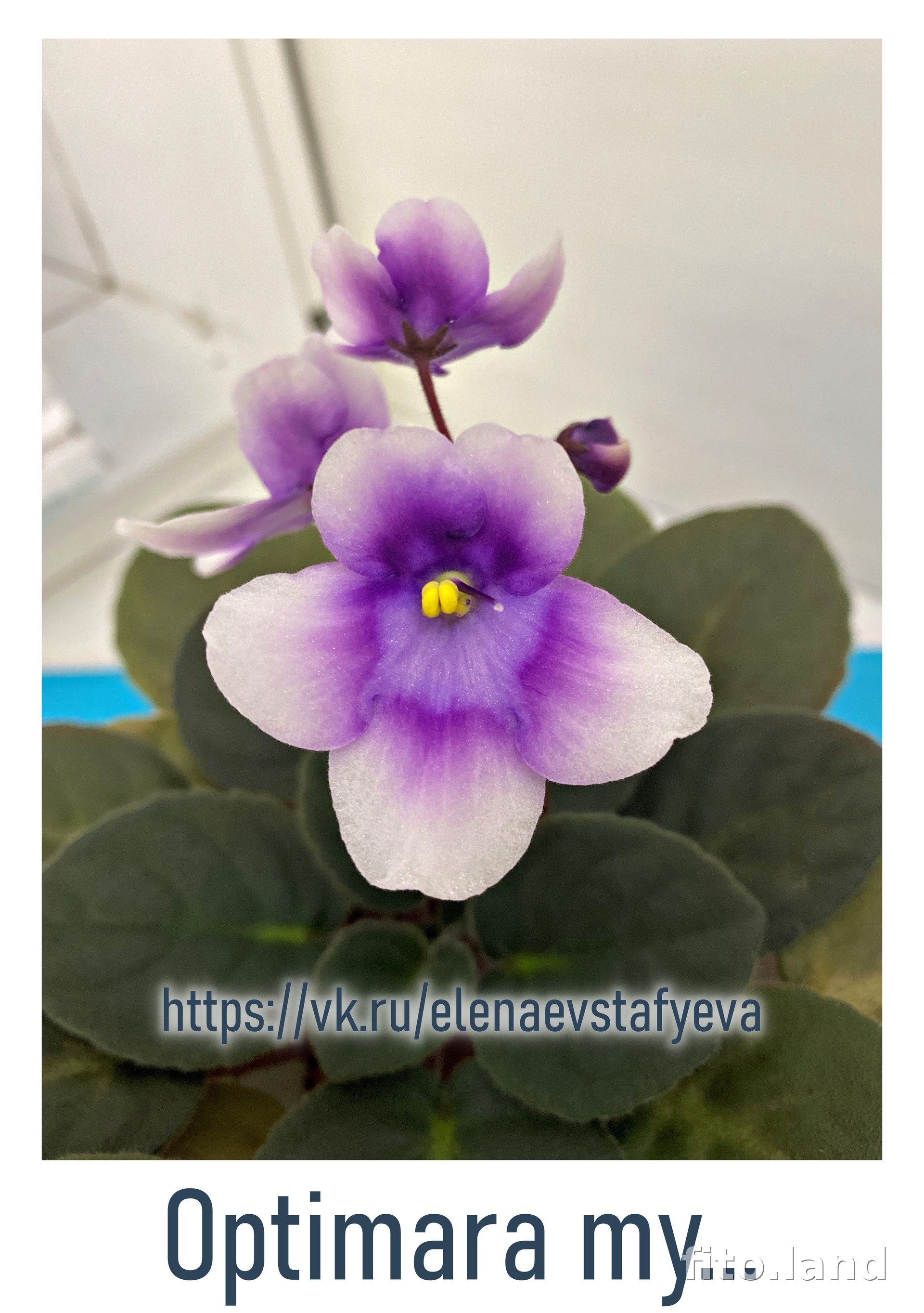 Фиалка Optimara My..., фото