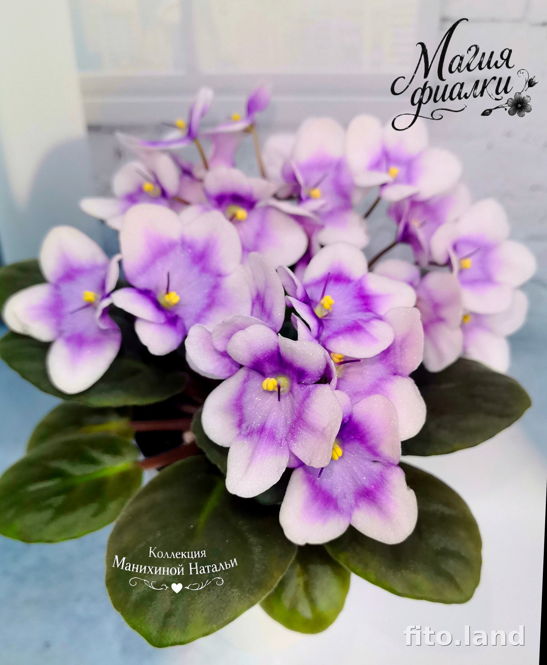 Фиалка Optimara My..., фото