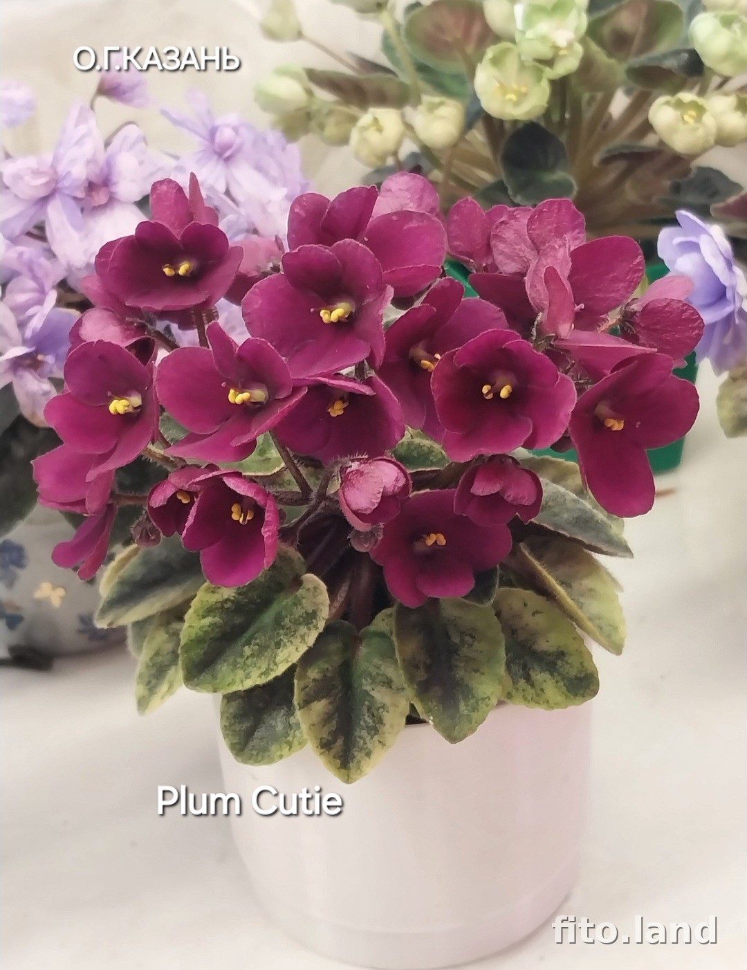 Фиалка Plum Cutie, фото