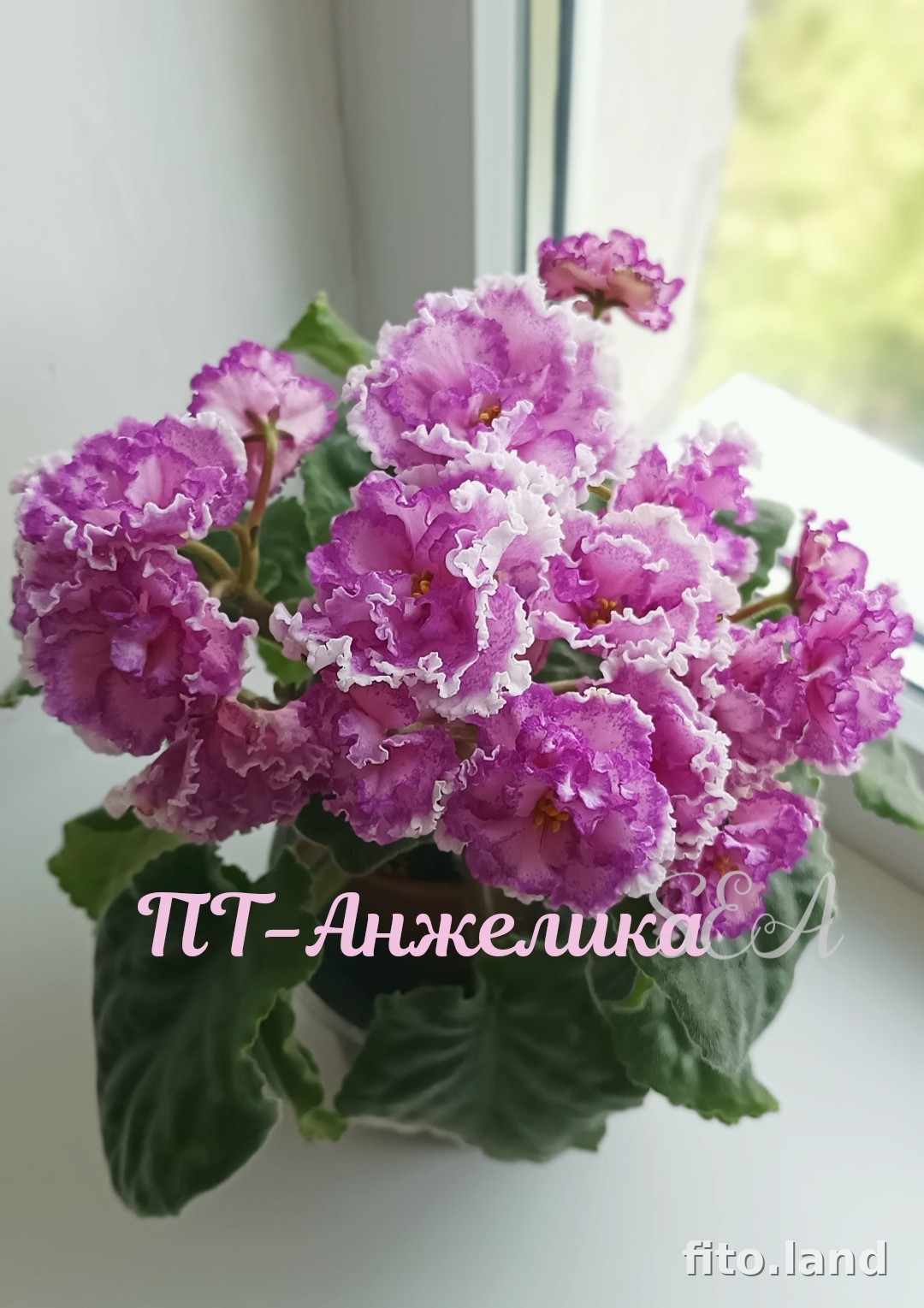 Фиалка ПТ-Анжелика, фото