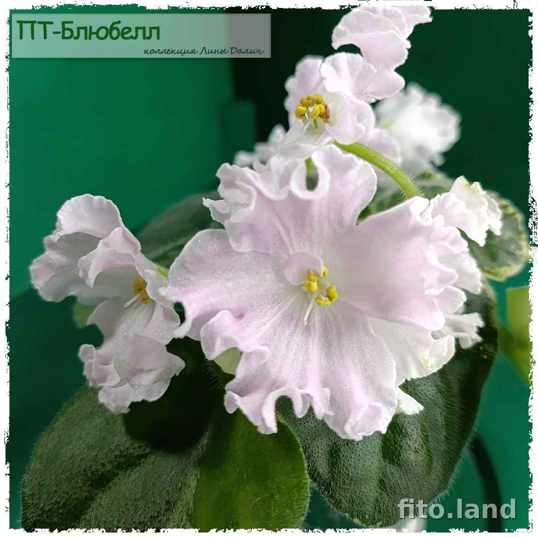 Фиалка ПТ-Блюбелл, фото