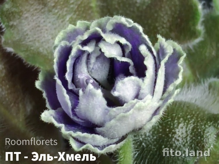 Фиалка ПТ-Эль-Хмель, фото