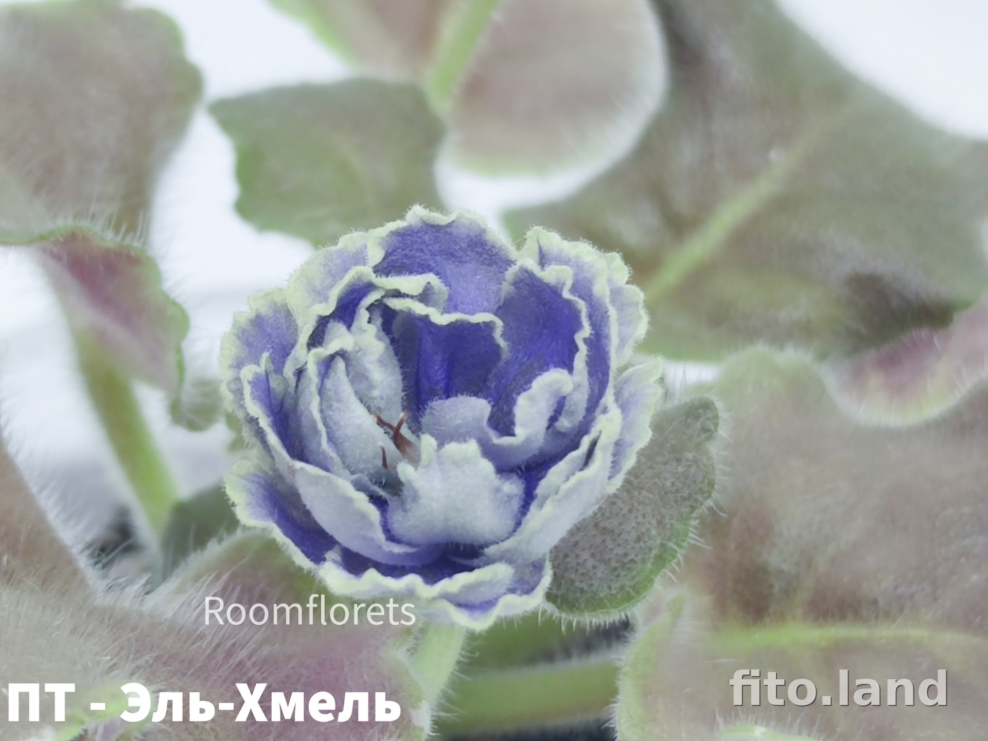Фиалка ПТ-Эль-Хмель, фото