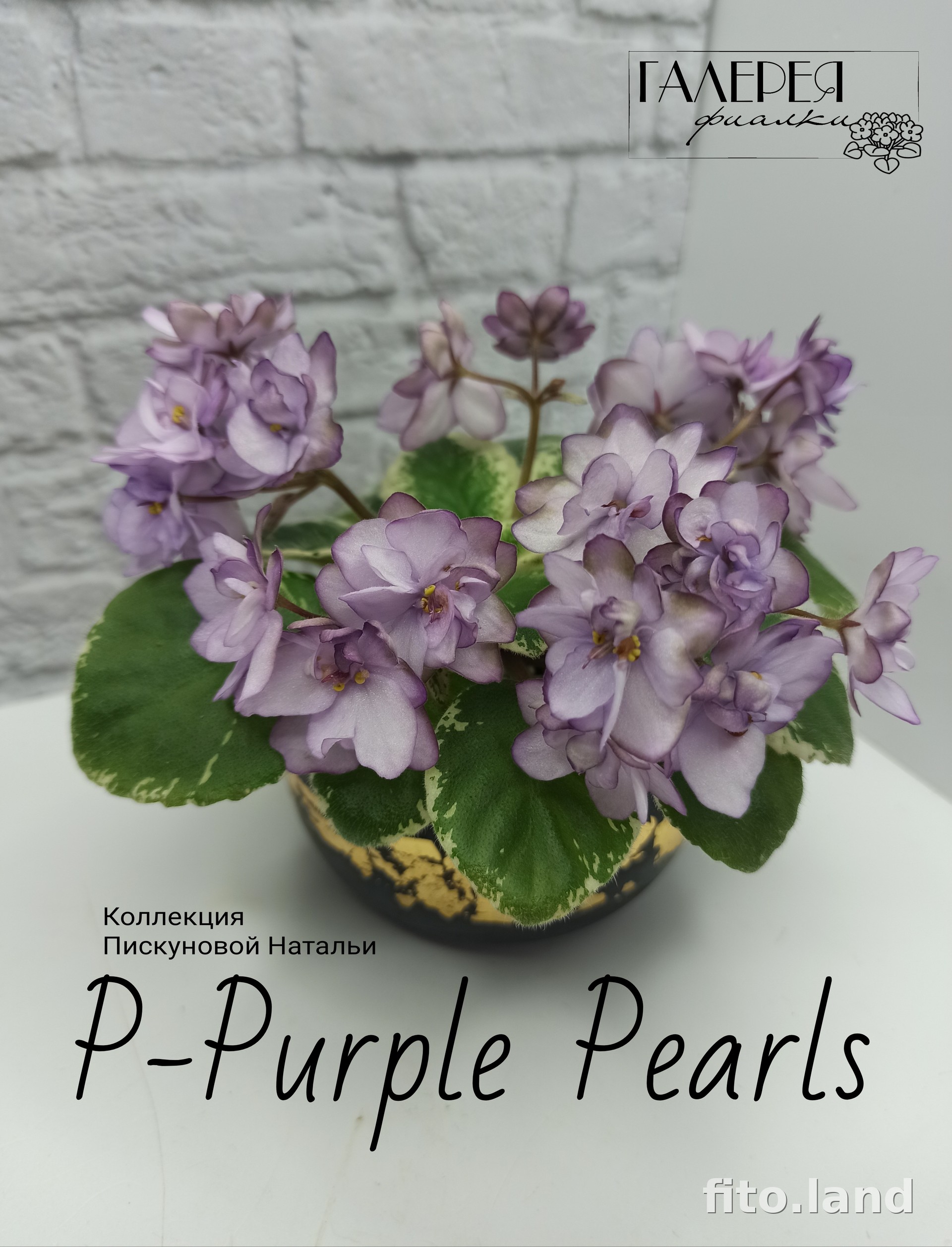 Фиалка Р-Purple Pearls, фото