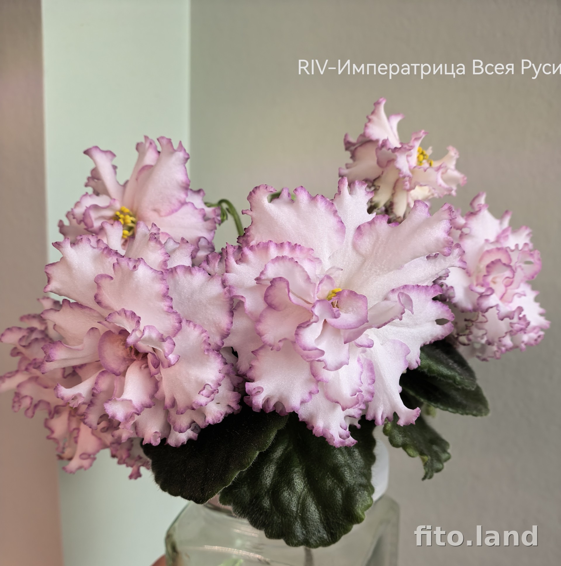 Фиалка RIV-Императрица Всея Руси, фото