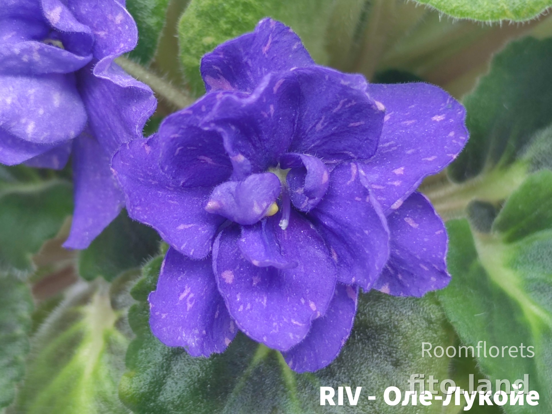 Фиалка RIV-Оле-Лукойе, фото