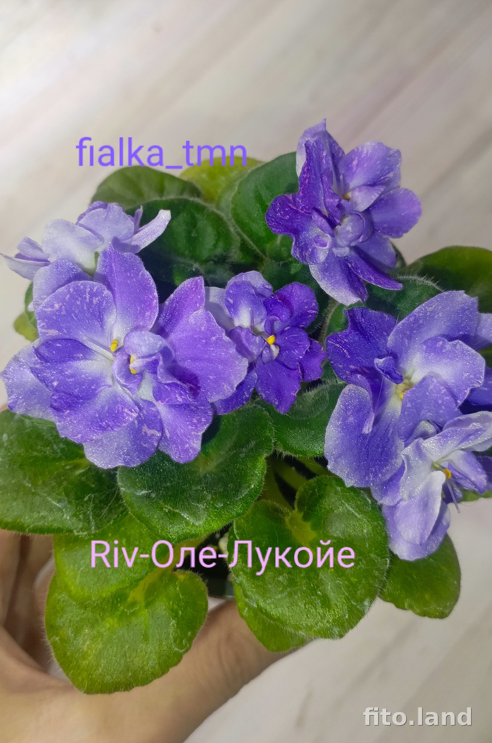 Фиалка RIV-Оле-Лукойе, фото