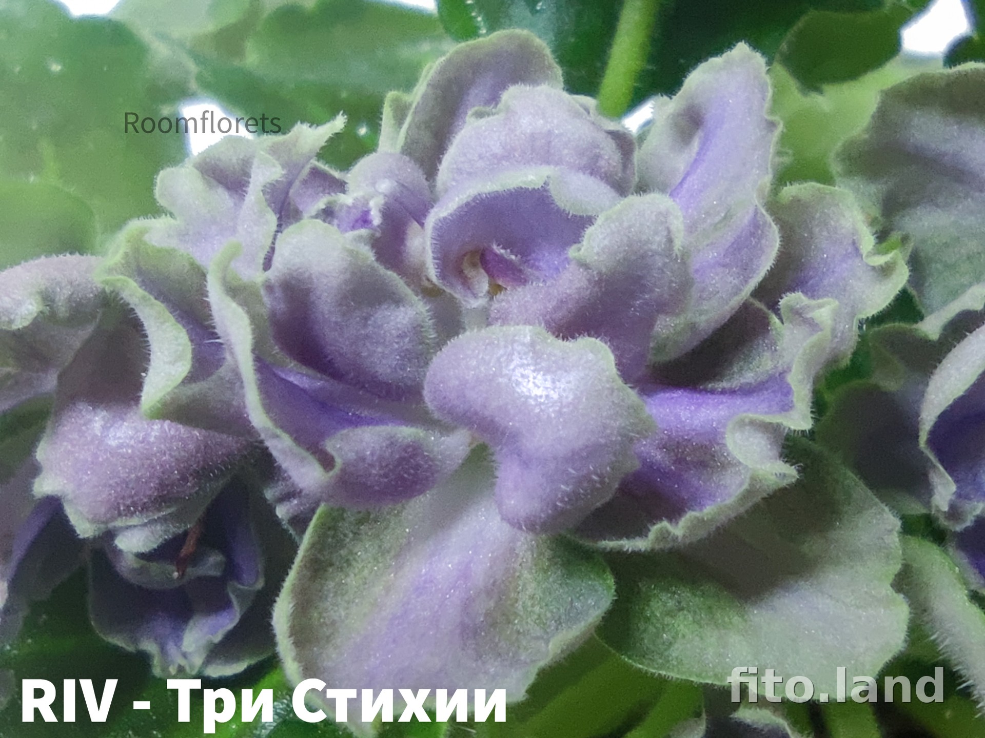 Фиалка RIV-Три Стихии, фото