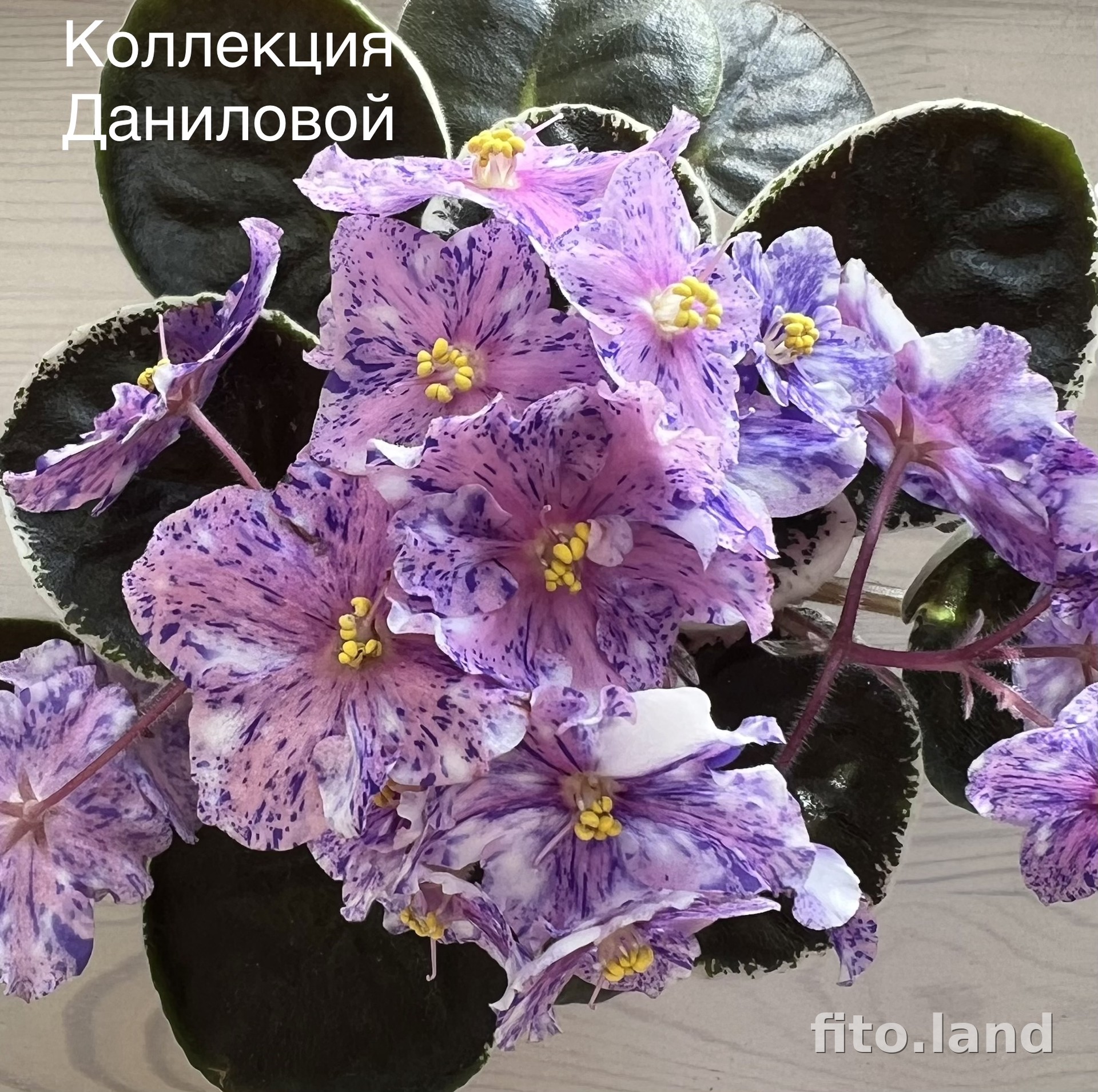 Фиалка Rivermist Oohlala, фото