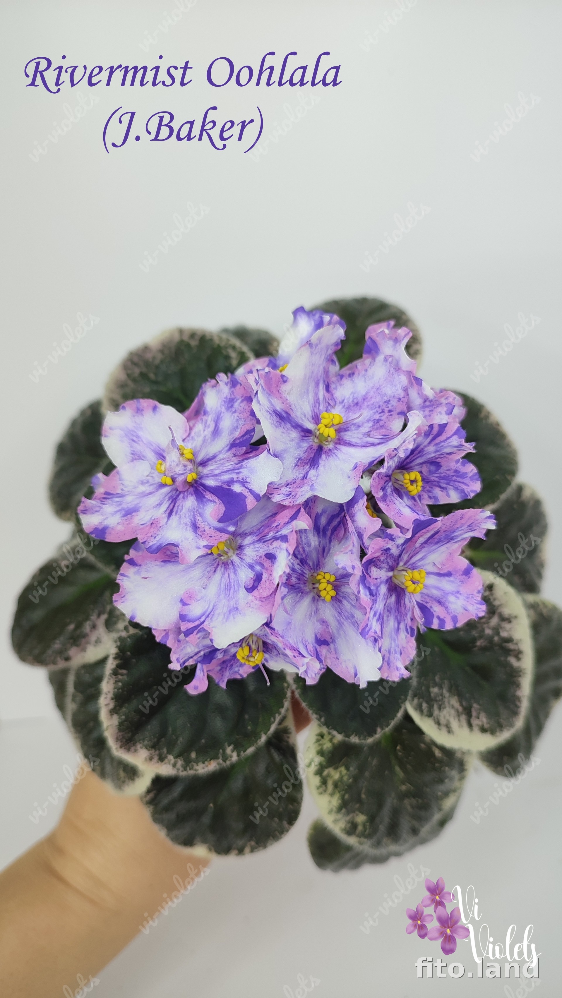 Фиалка Rivermist Oohlala, фото