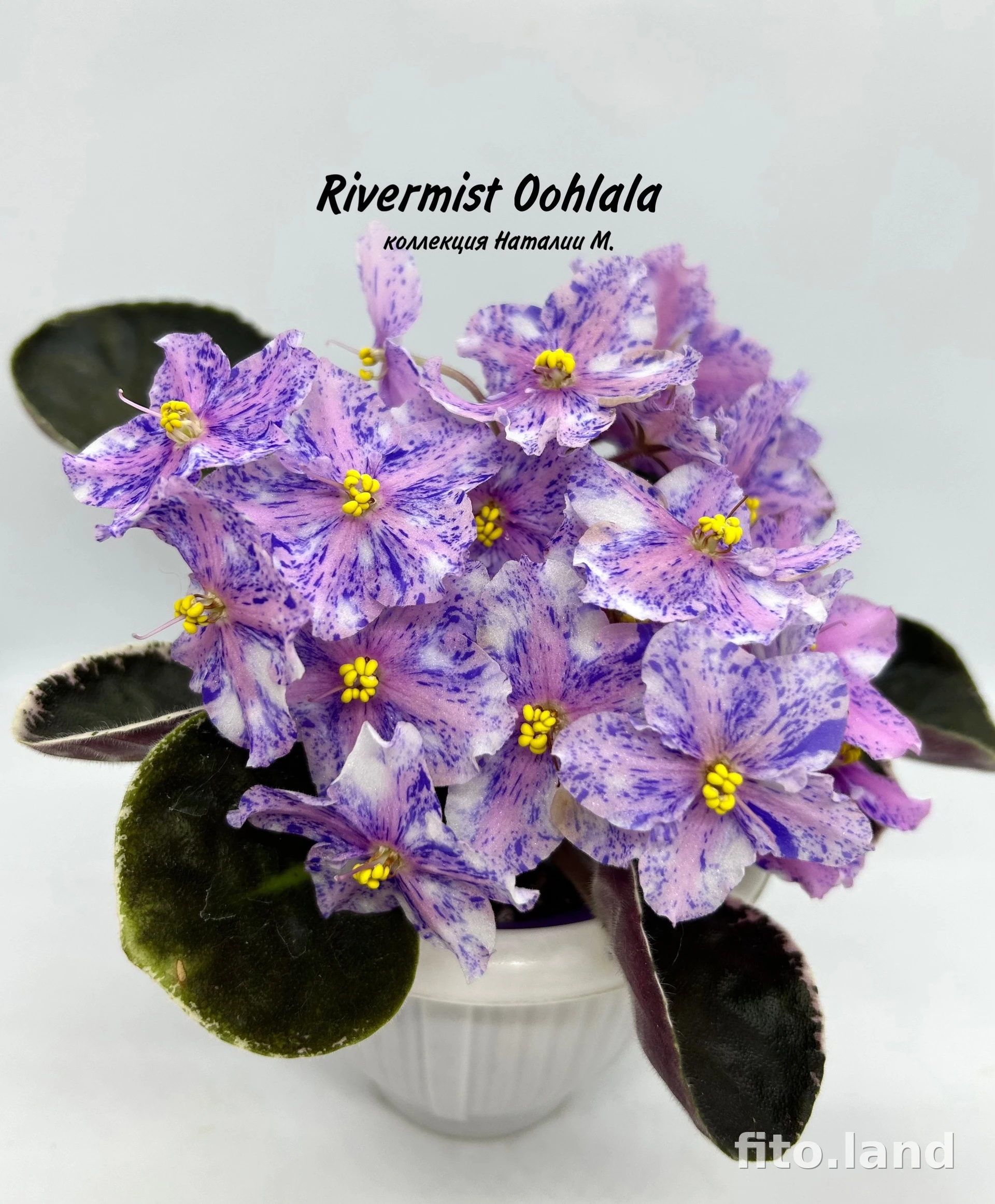 Фиалка Rivermist Oohlala, фото