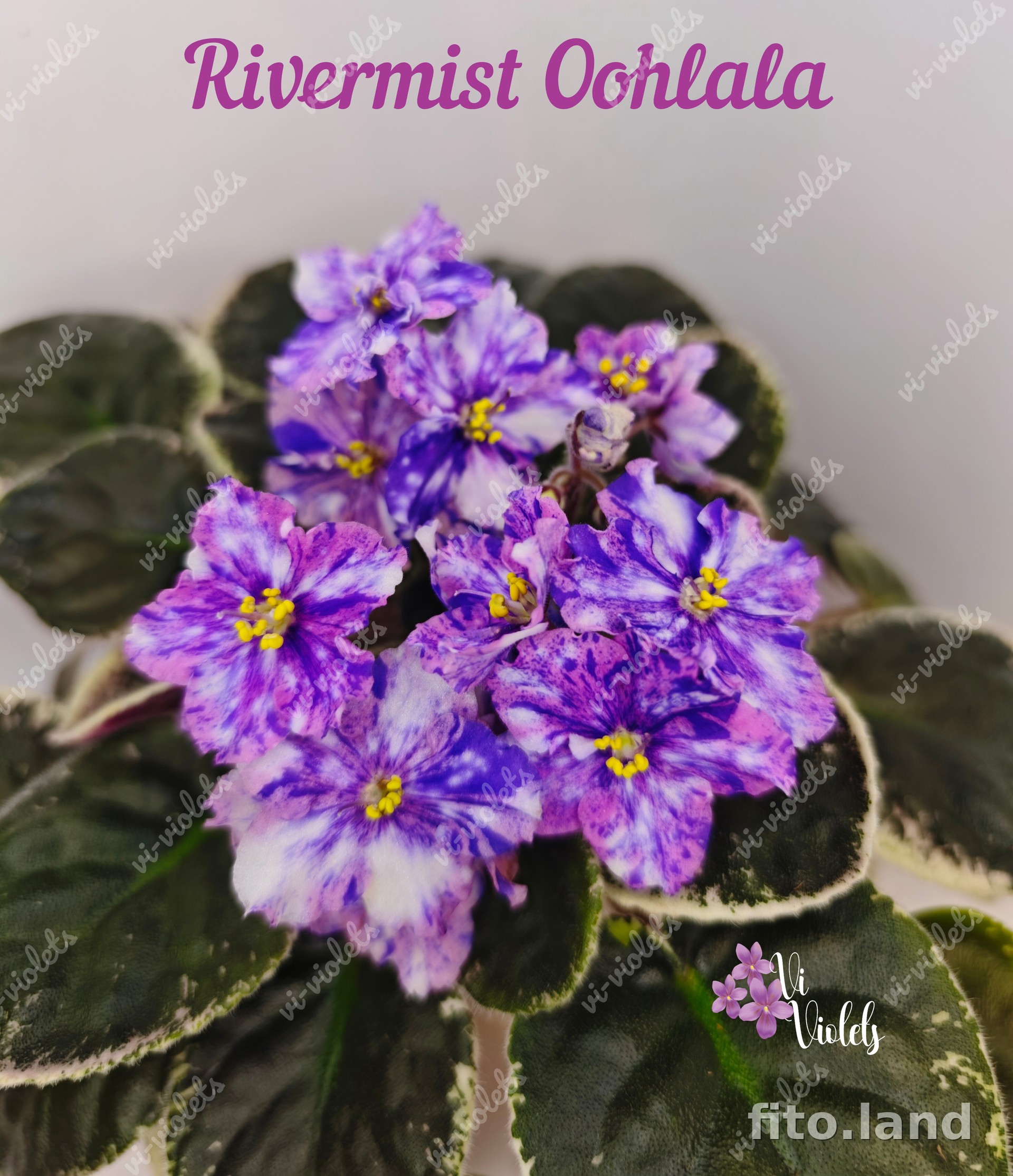 Фиалка Rivermist Oohlala, фото
