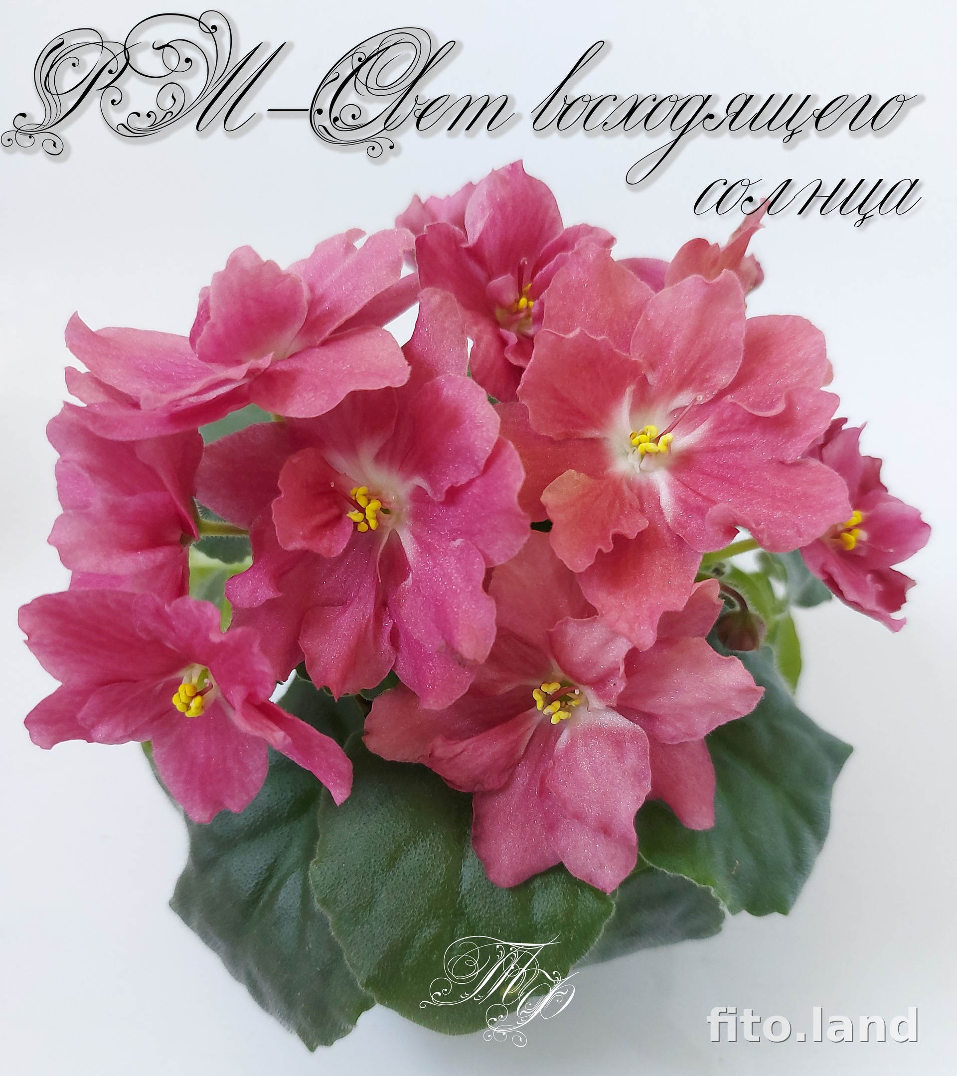 Фиалка РМ-Свет Восходящего Солнца, фото