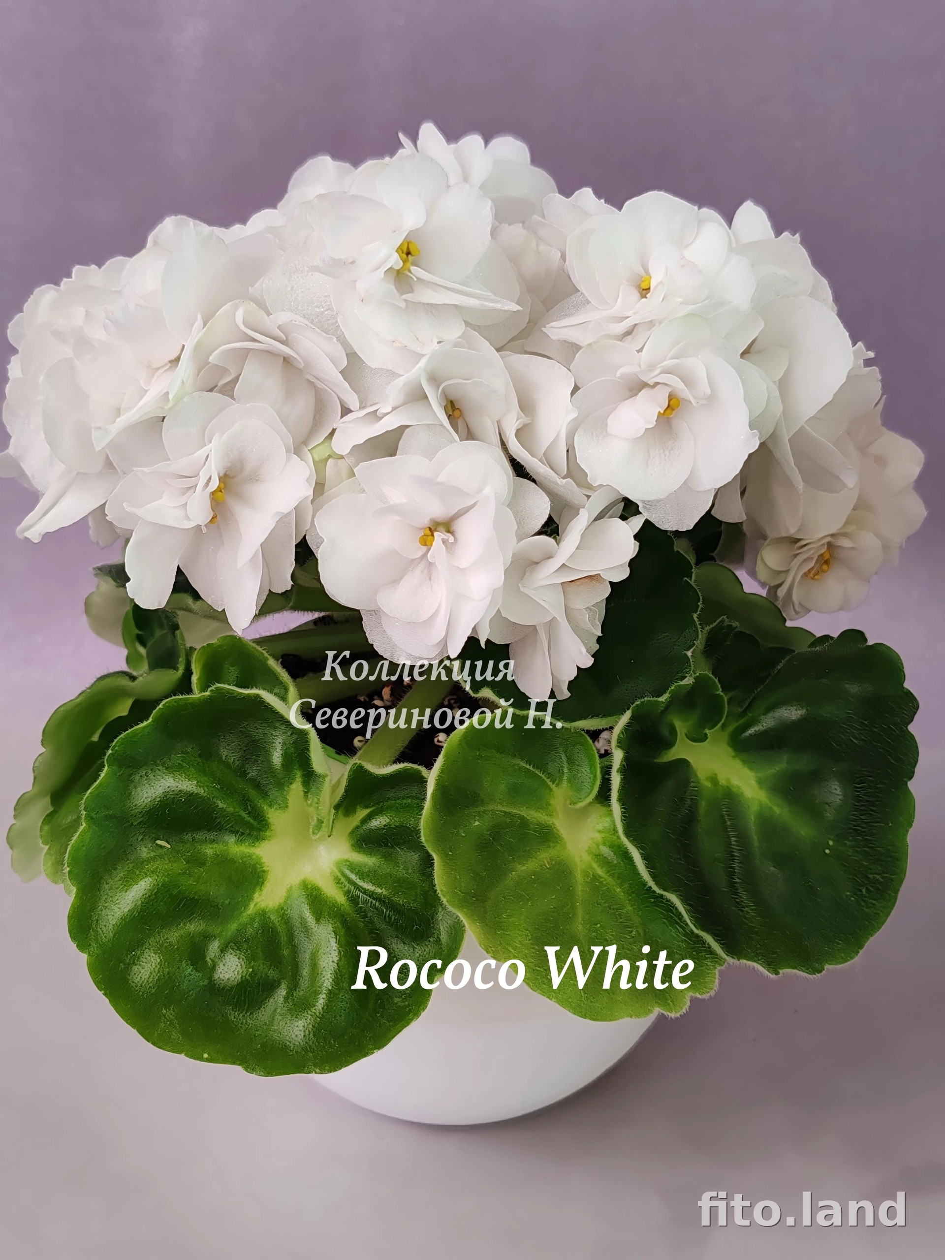 Фиалка Rococo White, фото