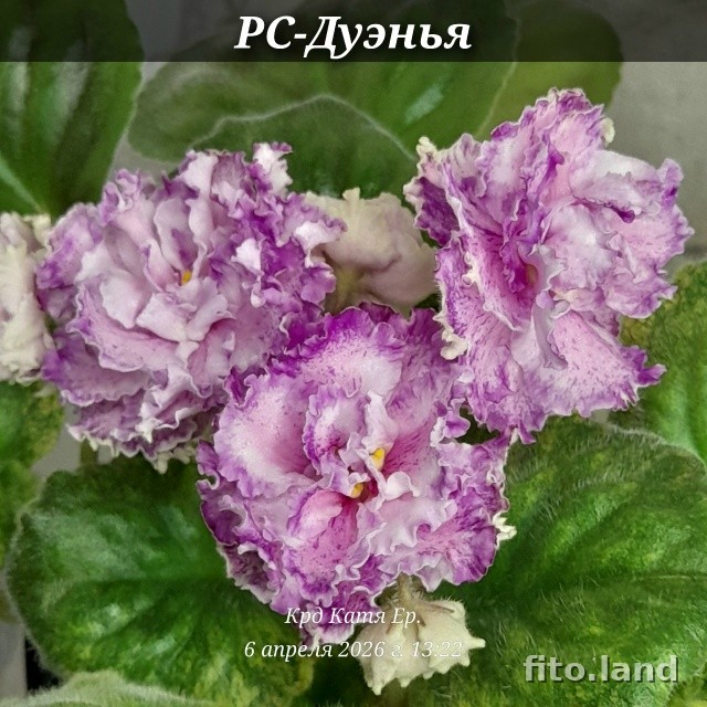 Фиалка РС-Дуэнья, фото