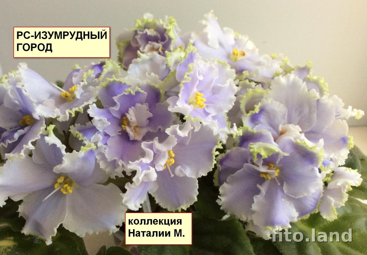 Фиалка РС-Изумрудный Город, фото