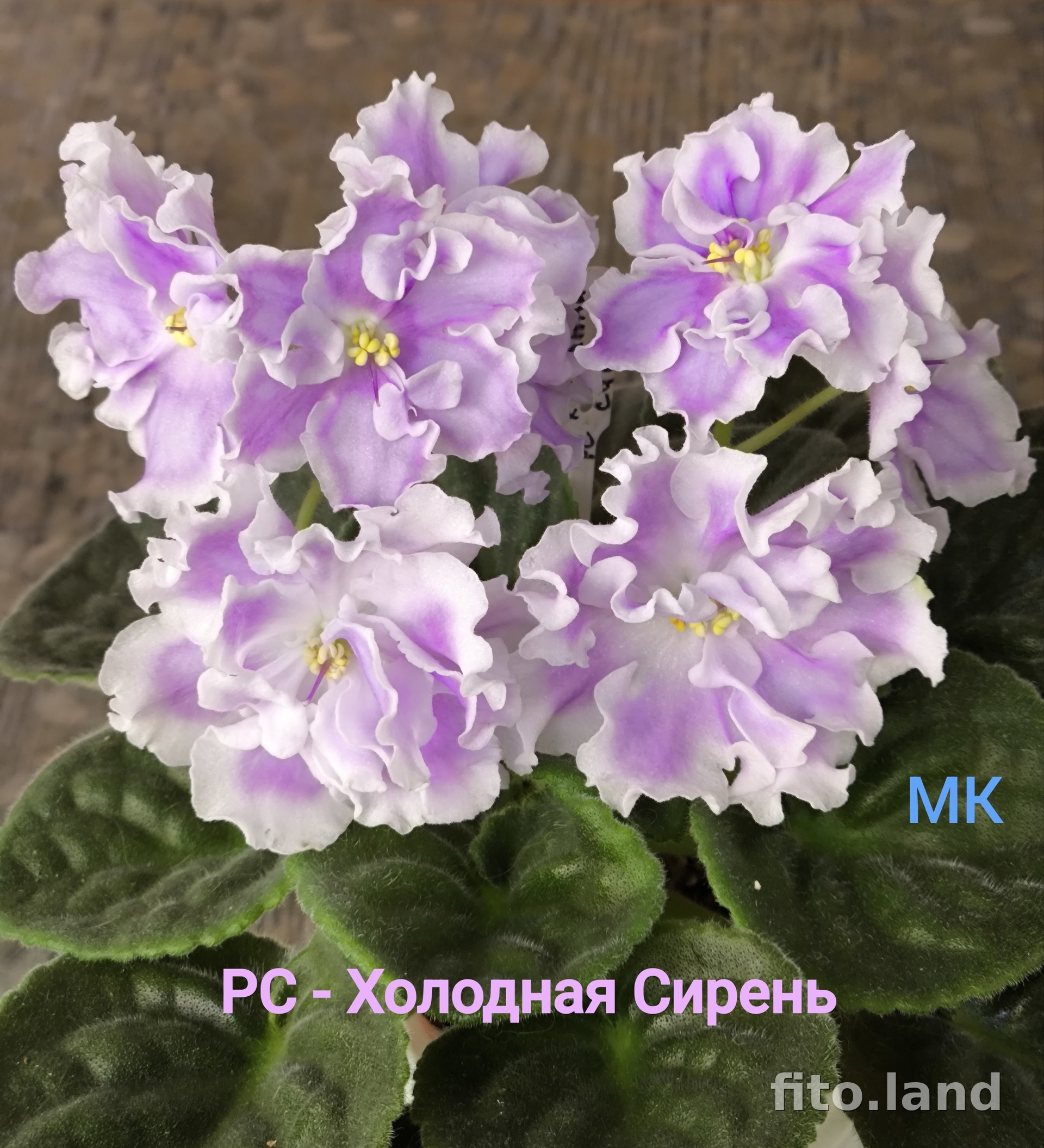 Фиалка РС-Холодная Сирень, фото