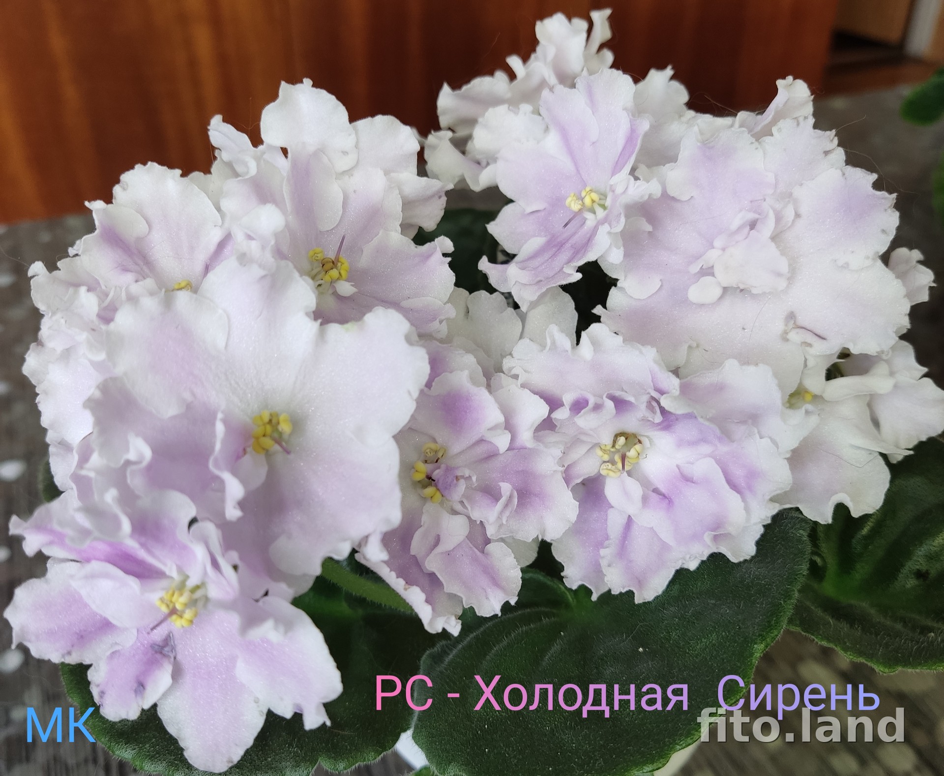 Фиалка РС-Холодная Сирень, фото