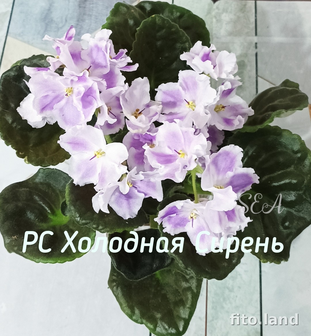 Фиалка РС-Холодная Сирень, фото