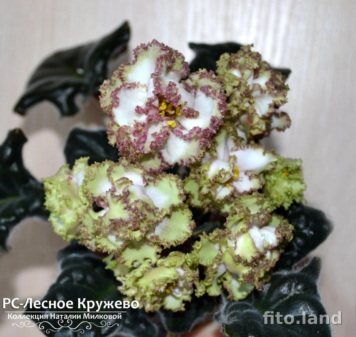 Фиалка РС-Лесное Кружево, фото