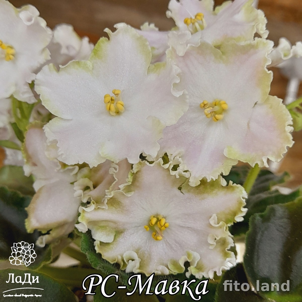 Фиалка РС-Мавка, фото
