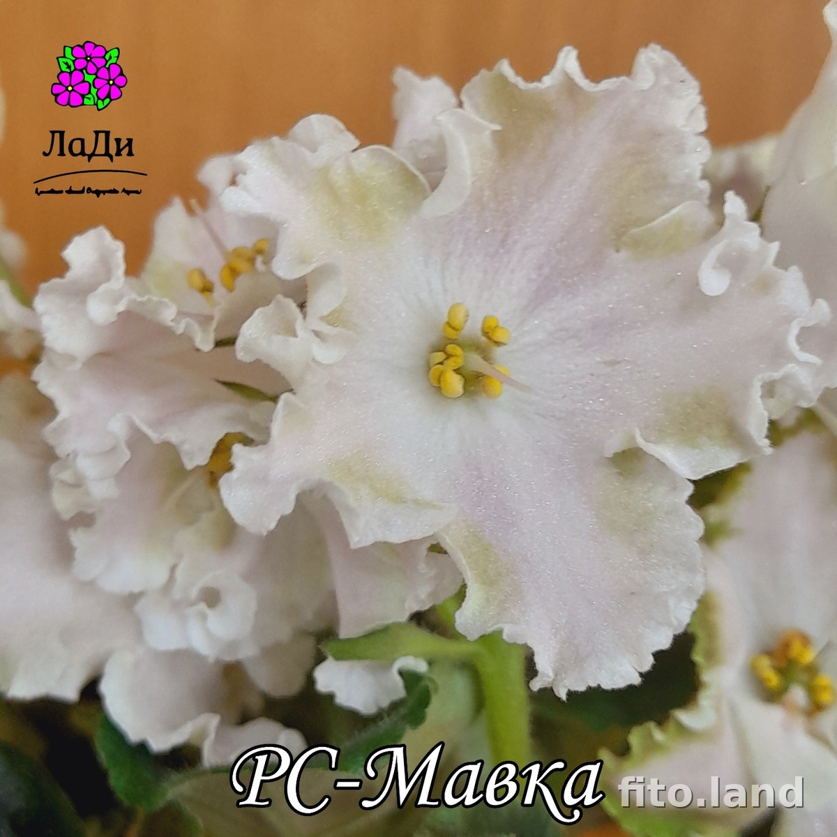 Фиалка РС-Мавка, фото