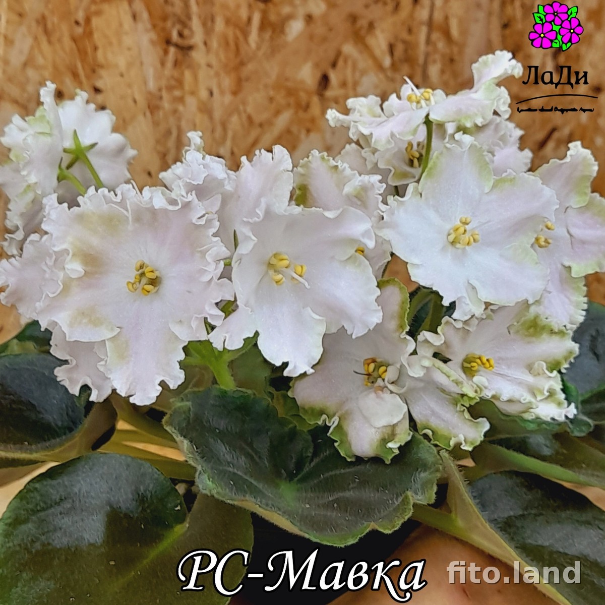 Фиалка РС-Мавка, фото