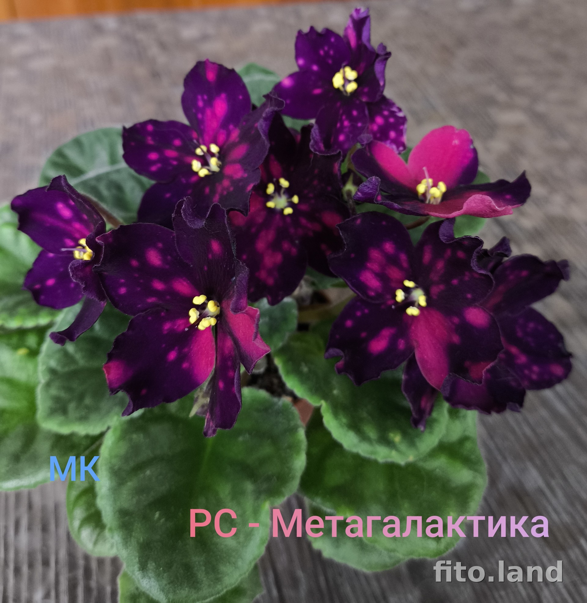 Фиалка РС-Метагалактика, фото