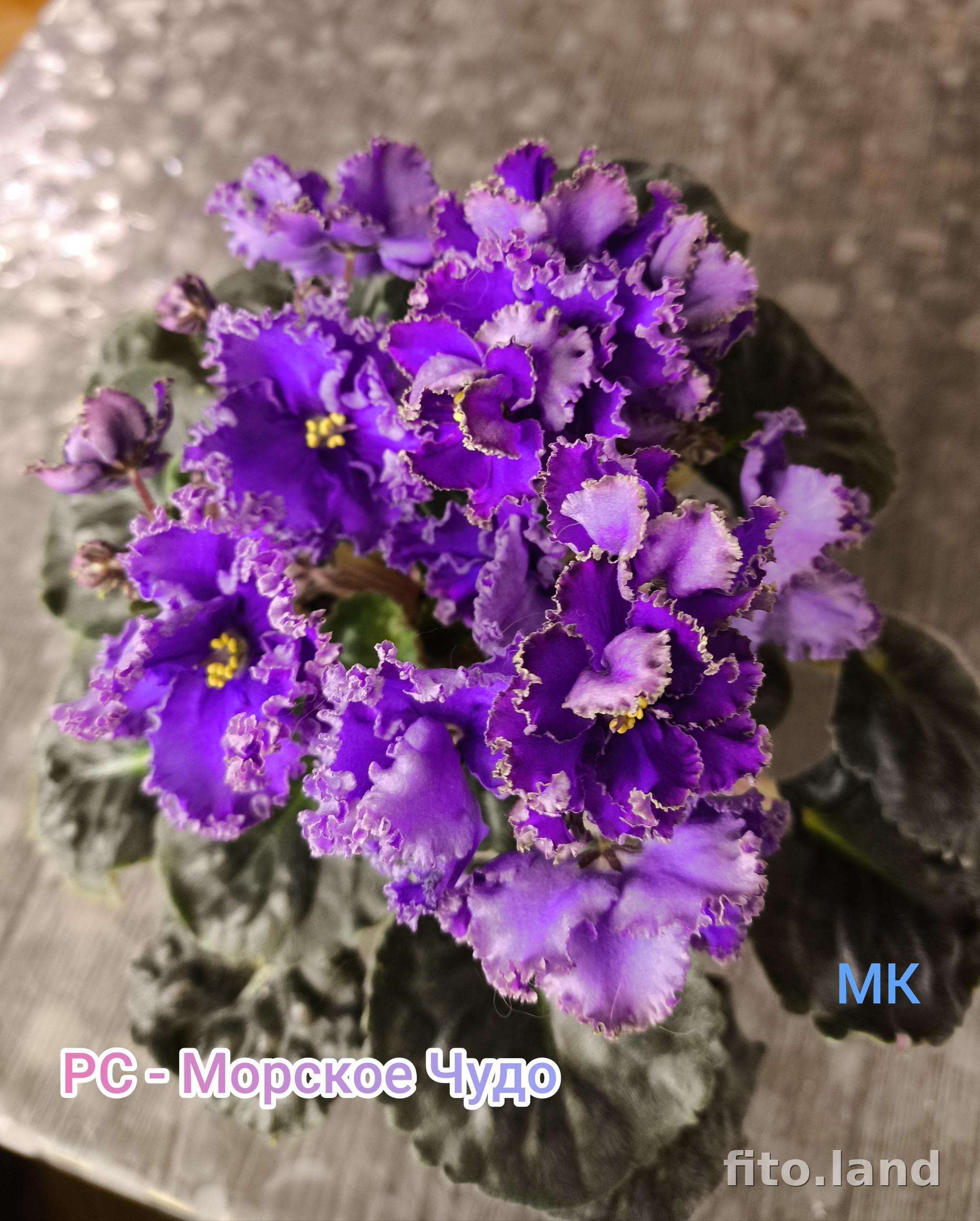 Фиалка РС-Морское Чудо, фото