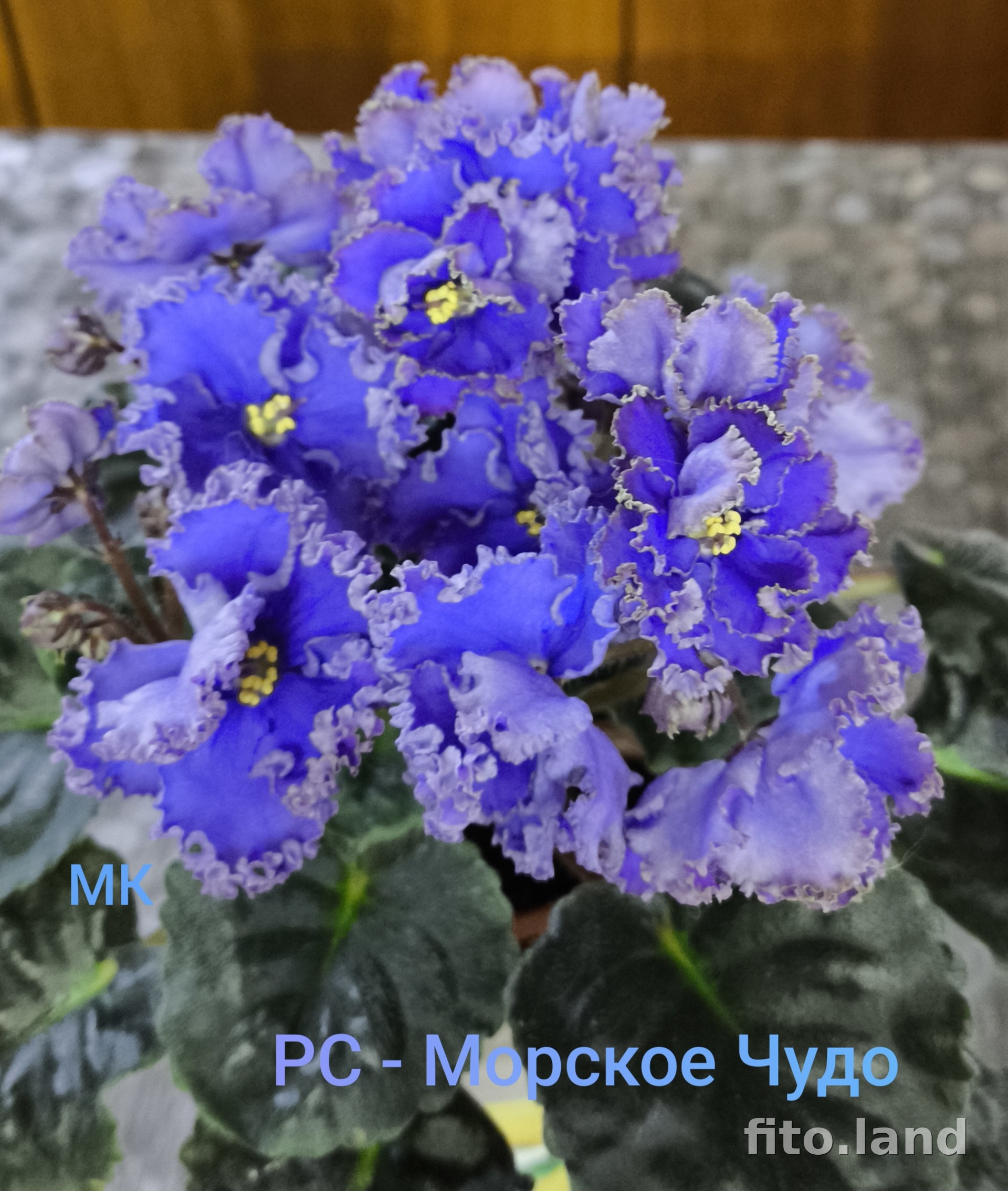 Фиалка РС-Морское Чудо, фото