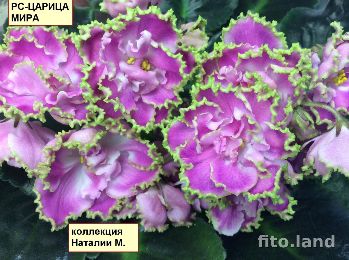 Фиалка РС-Царица Мира, фото