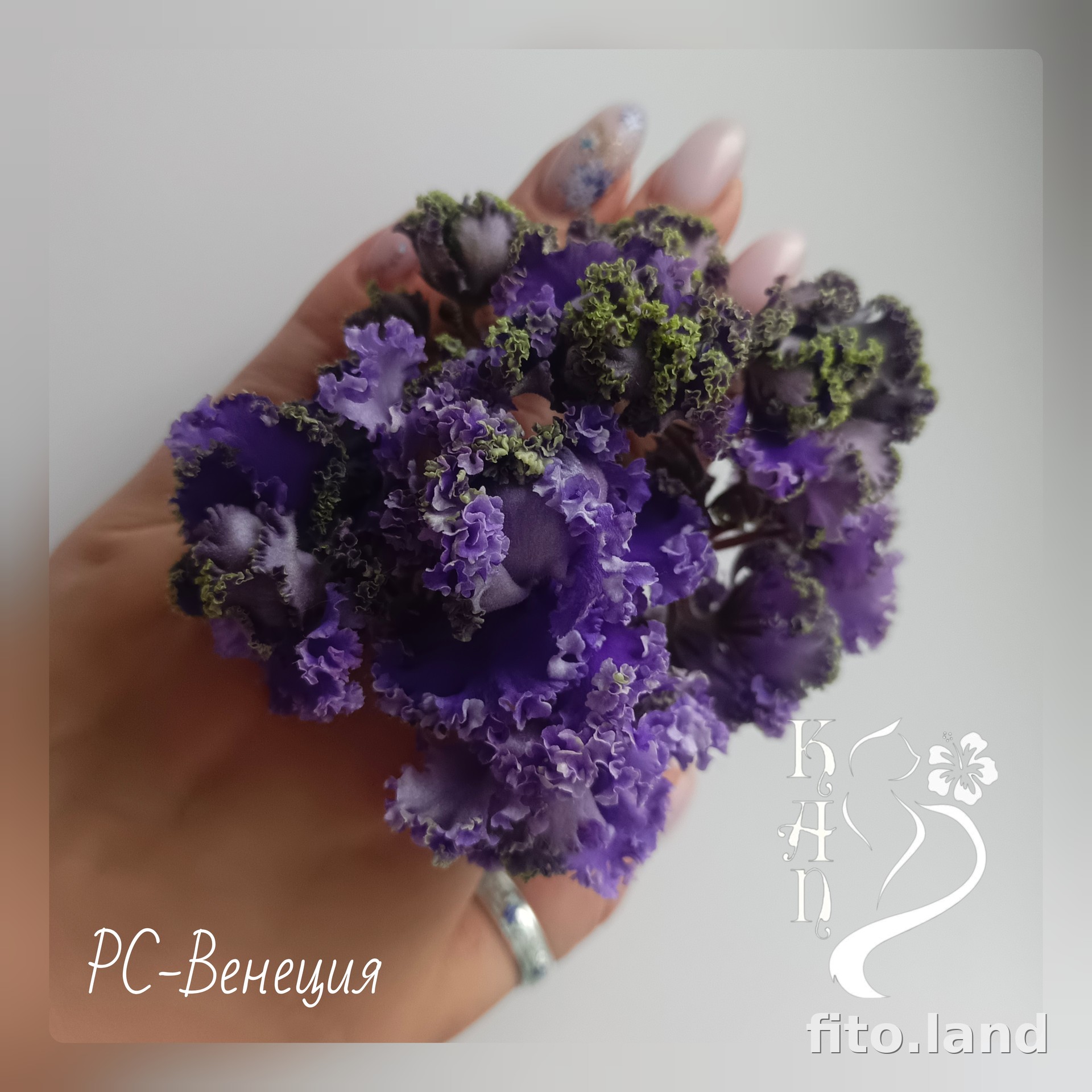 Фиалка РС-Венеция, фото