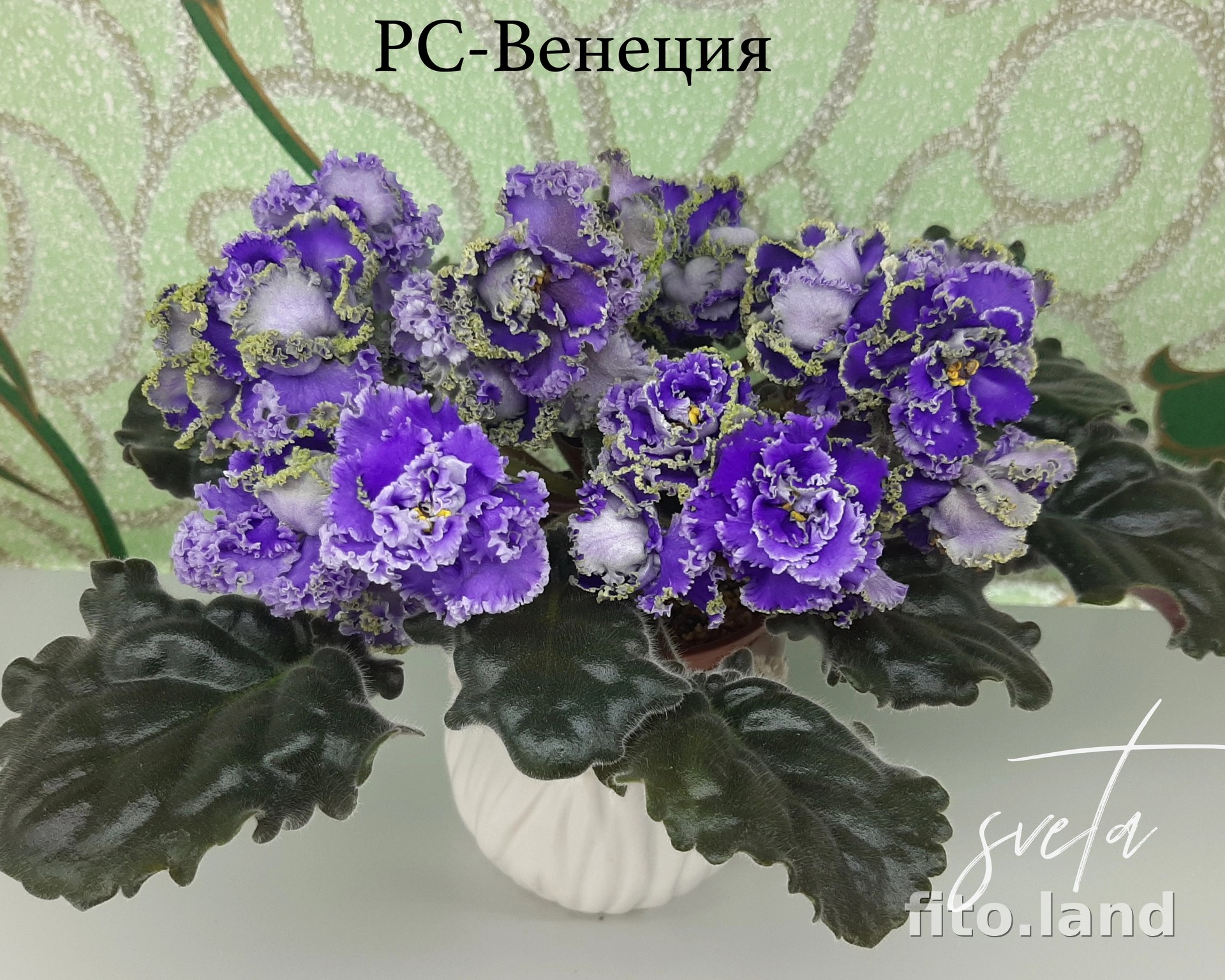 Фиалка РС-Венеция, фото