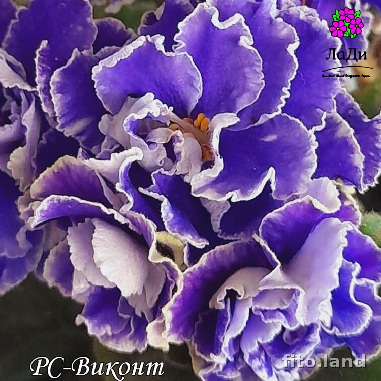 Фиалка РС-Виконт, фото