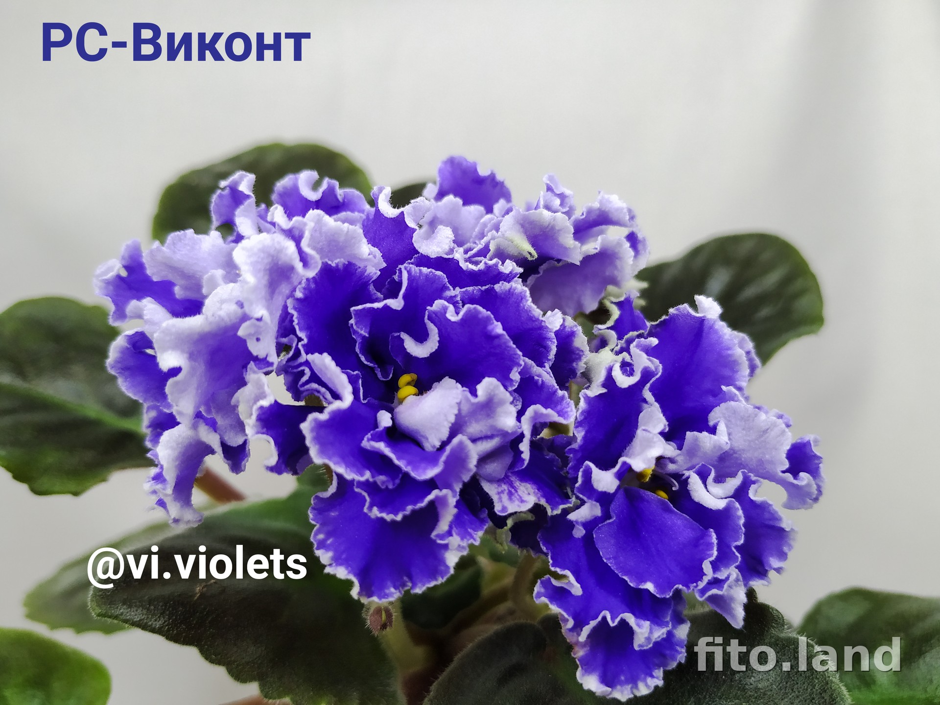 Фиалка РС-Виконт, фото